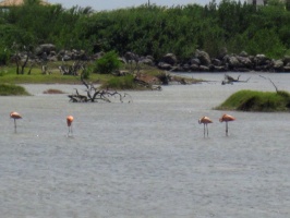 IMG 9034 Flamingos